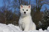 SIBERIAN HUSKY 733